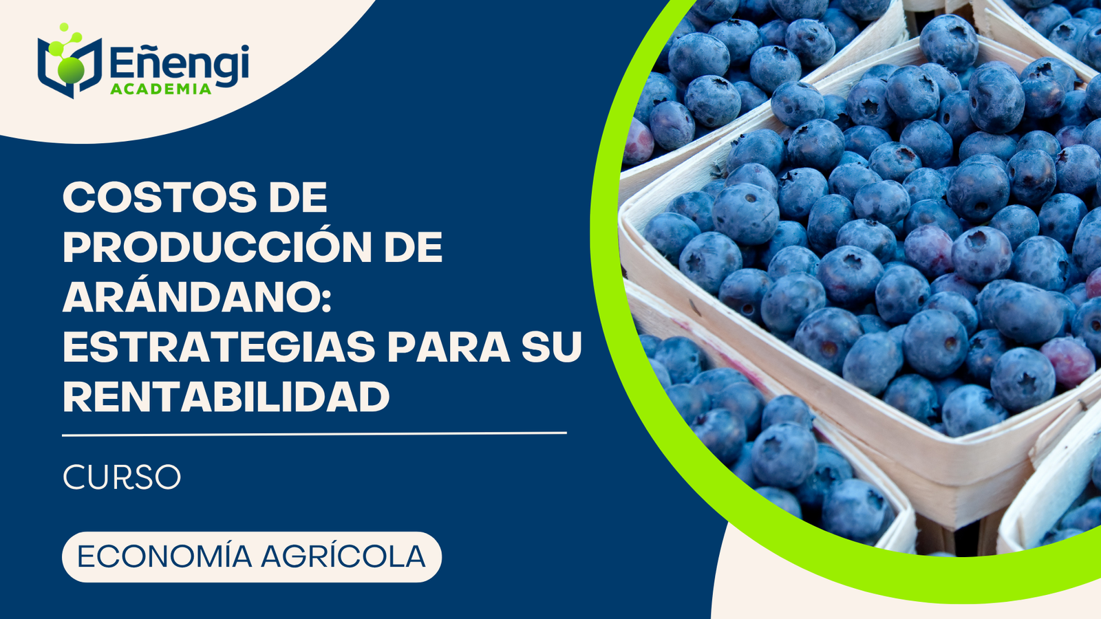 Costos de Producción de Arándano: Estrategias para la Rentabilidad Agrícola